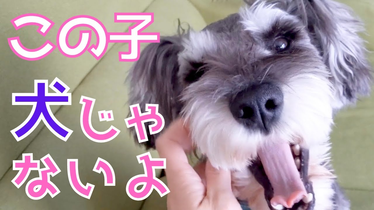 【ミニシュナ】もはや犬じゃなかった😍「シュナの飼い主あるある」ベスト3🐶