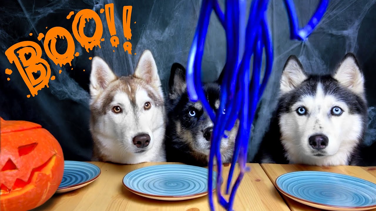 The Funniest Halloween! My Husky Dogs Taste Scary Halloween Food