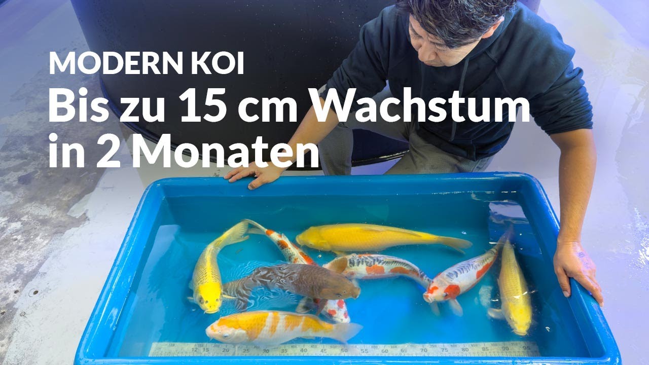 Makoto misst Alex‘ Jumbo Tosai aus der Innenaufzucht | Modern Koi Blog #7659