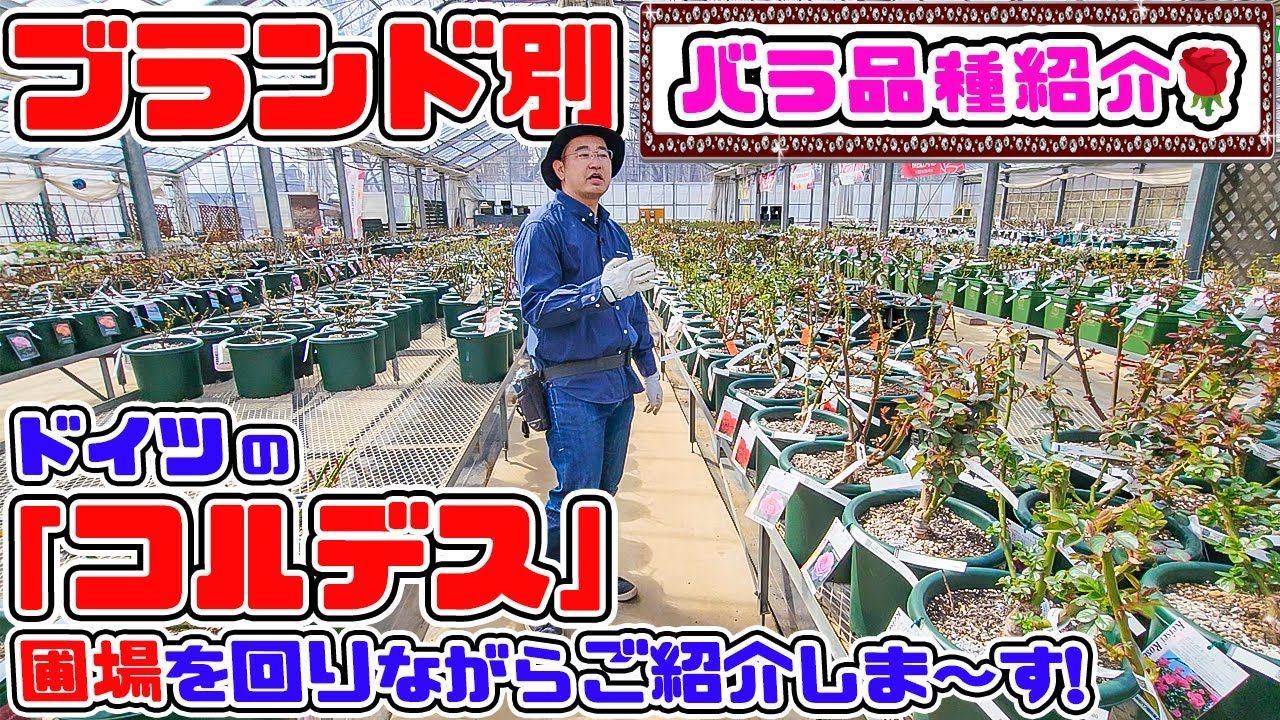 【ブランド別バラ紹介🌹】圃場を回りながらご紹介します!【コルデス編】バラ専門店店長・高木大輔さん