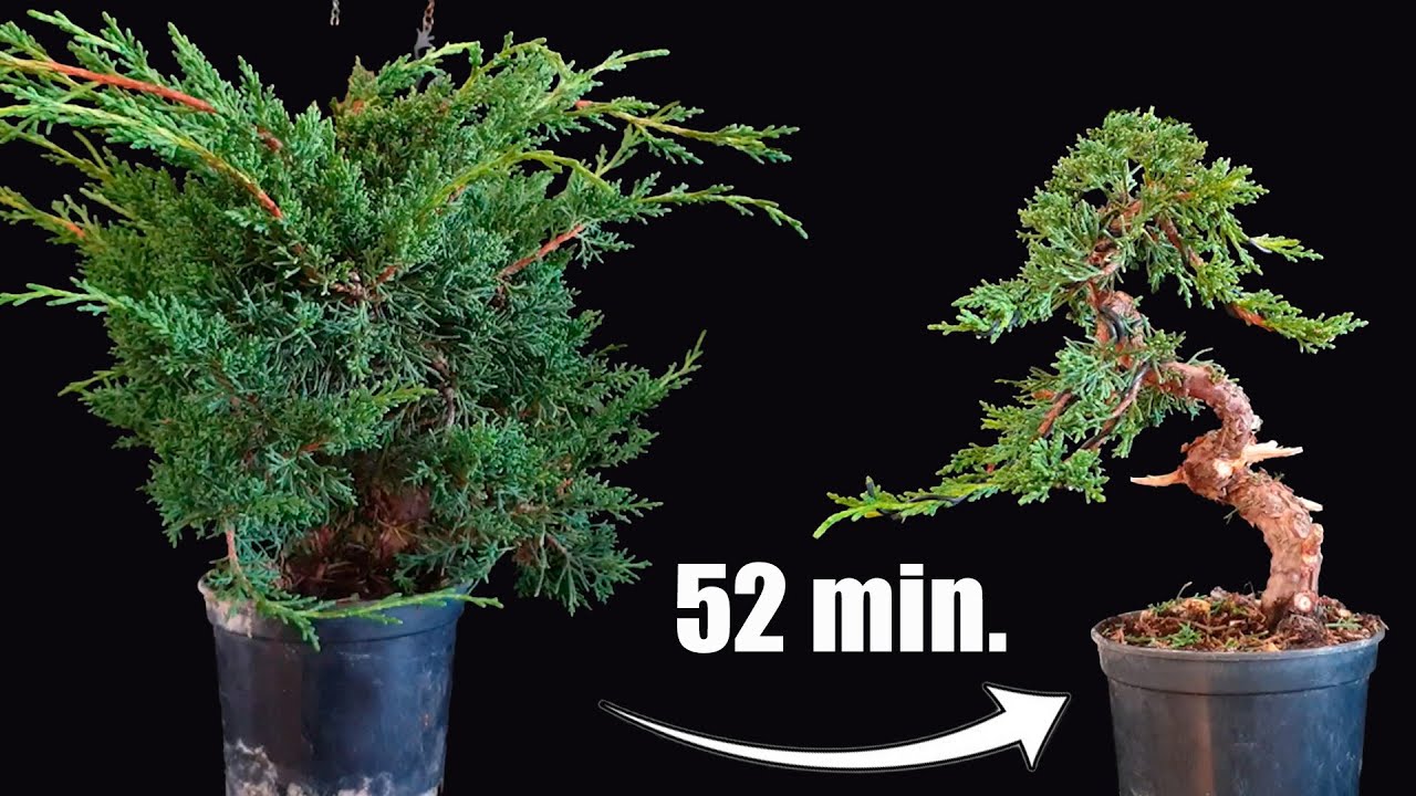 SORPRENDETE resultado en un bonsai que empezó siendo un auténtico desafío