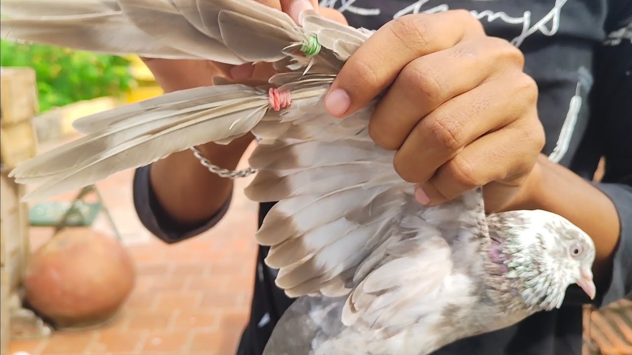 karnam pigeon tape releasing || kunji pura🕊