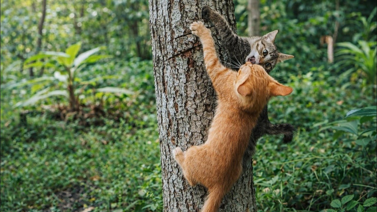 Two kittens living their best countryside life—climbing trees and exploring the outdoors and nature.