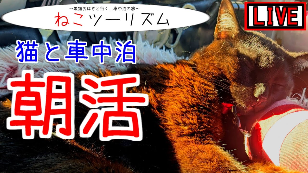 【猫と車中泊】温かみ