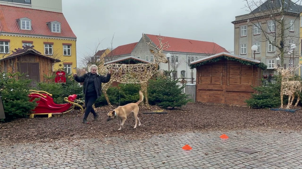 Sirius Christmas Sniffs Challenge 2025 