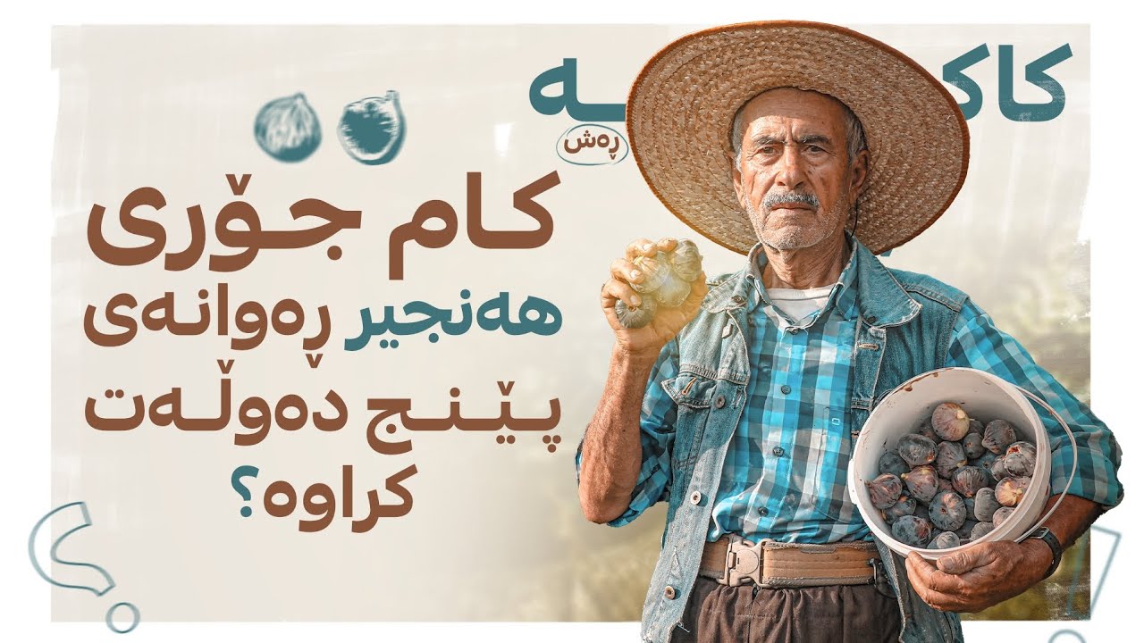 کاکه ڕەش بەدەم گۆرانی گووتنەوە هەنجیری هۆڵەندی پەروەردە دەکات؛ بینەری ئەم فیچەرە جیاوازە بە
