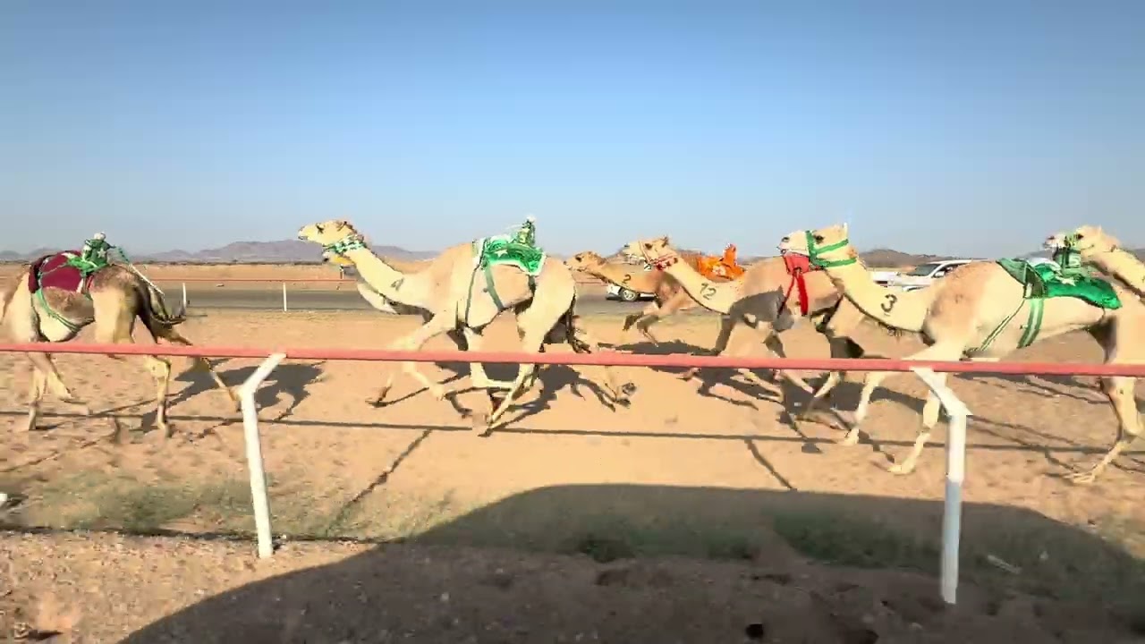 سباق الميادين 5 شوط 3 جذاع  بكار 5ك العلا  لـ  موسى عميد العنزي