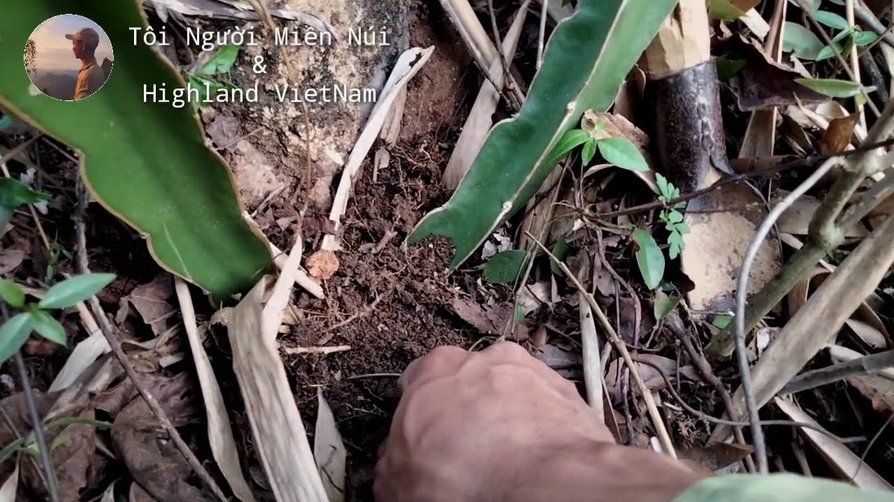 Dragon Fruit Planting On Rocky Mountains - Trồng Thanh Long Tr&ecirc;n N&uacute;i Đ&aacute;