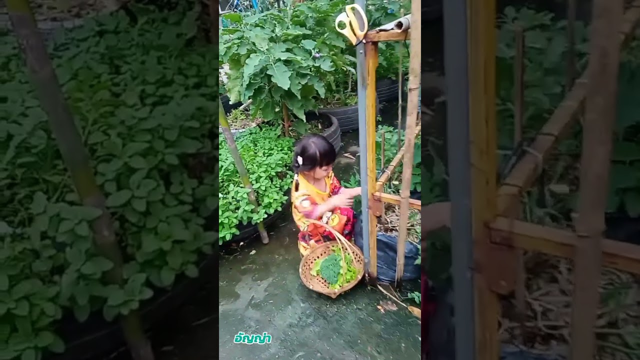 เก็บทองคำเขียว 🫒🌱#เก็บผักกินกับลายปลา #วิถีบ้านๆ #อัญญ่า