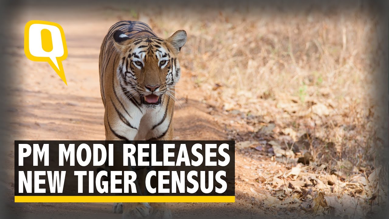 World Tiger Day: PM Modi Releases New Tiger Census