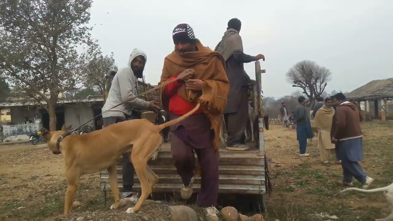 Kharak Shikar Mela28-1-2024 Dog he Dog Mangla Waryam Hunting club in Azad Kashmir Pakistan