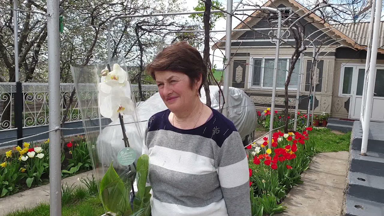 Surprize Surprize în satul Brînzeni raionul Glodeni