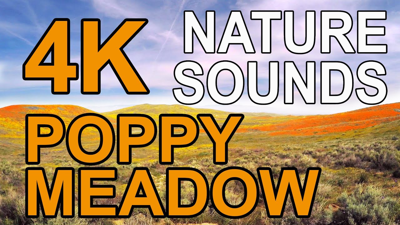 4K Poppy Meadow - ASMR CaliScapes - Soothing Nature Sounds