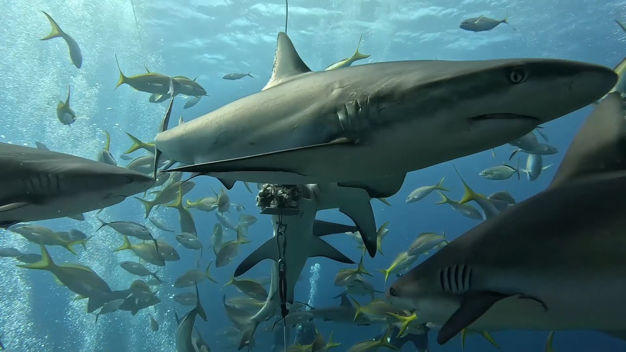 Sharks Fest  – Incredible Underwater Moments with Aqua Cat