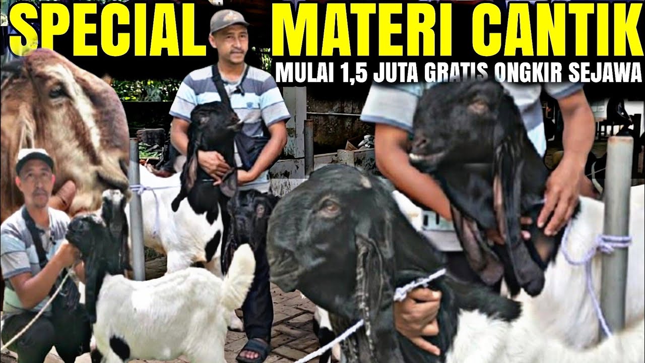 CUMA 1,5 JUTA BULU LEBAT...!!! Materi Kambing PE LUWESAN Dilapak KANG MUDRIK