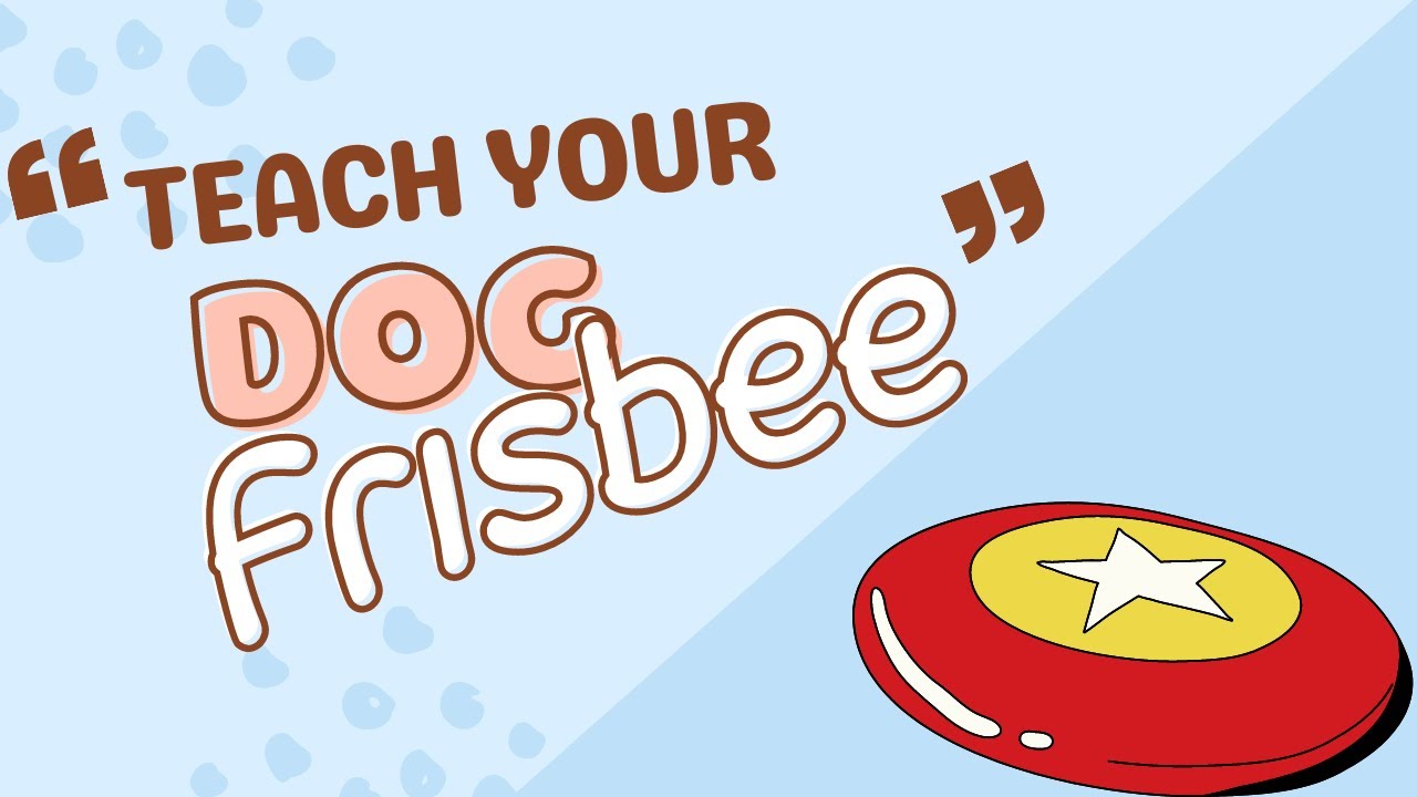 Teach Your Dog Frisbee Easily! (4K)