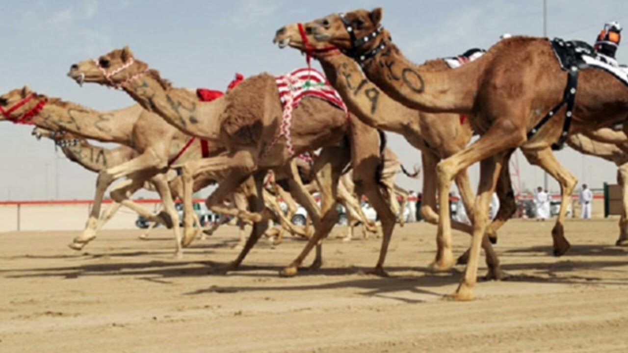 جديد وحصري لـ الهجن اداء صالح المانعه
