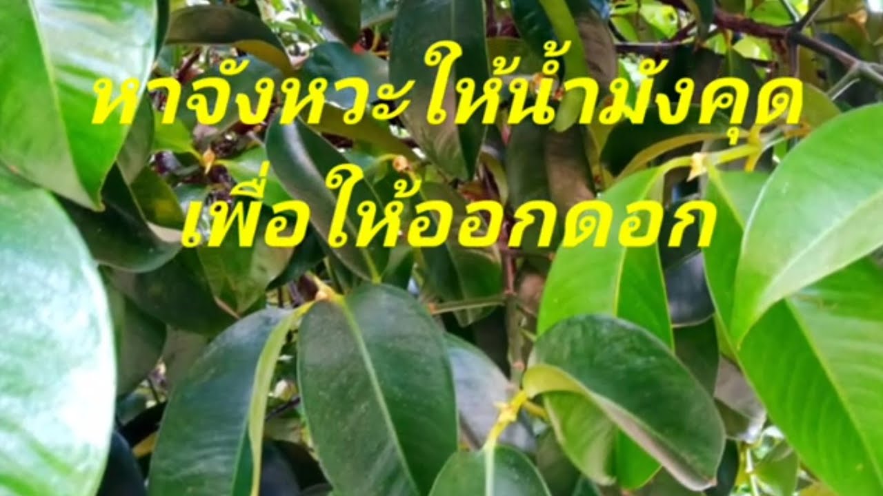ให้น้ำมังคุด  เพื่อออกดอกระยะนี้