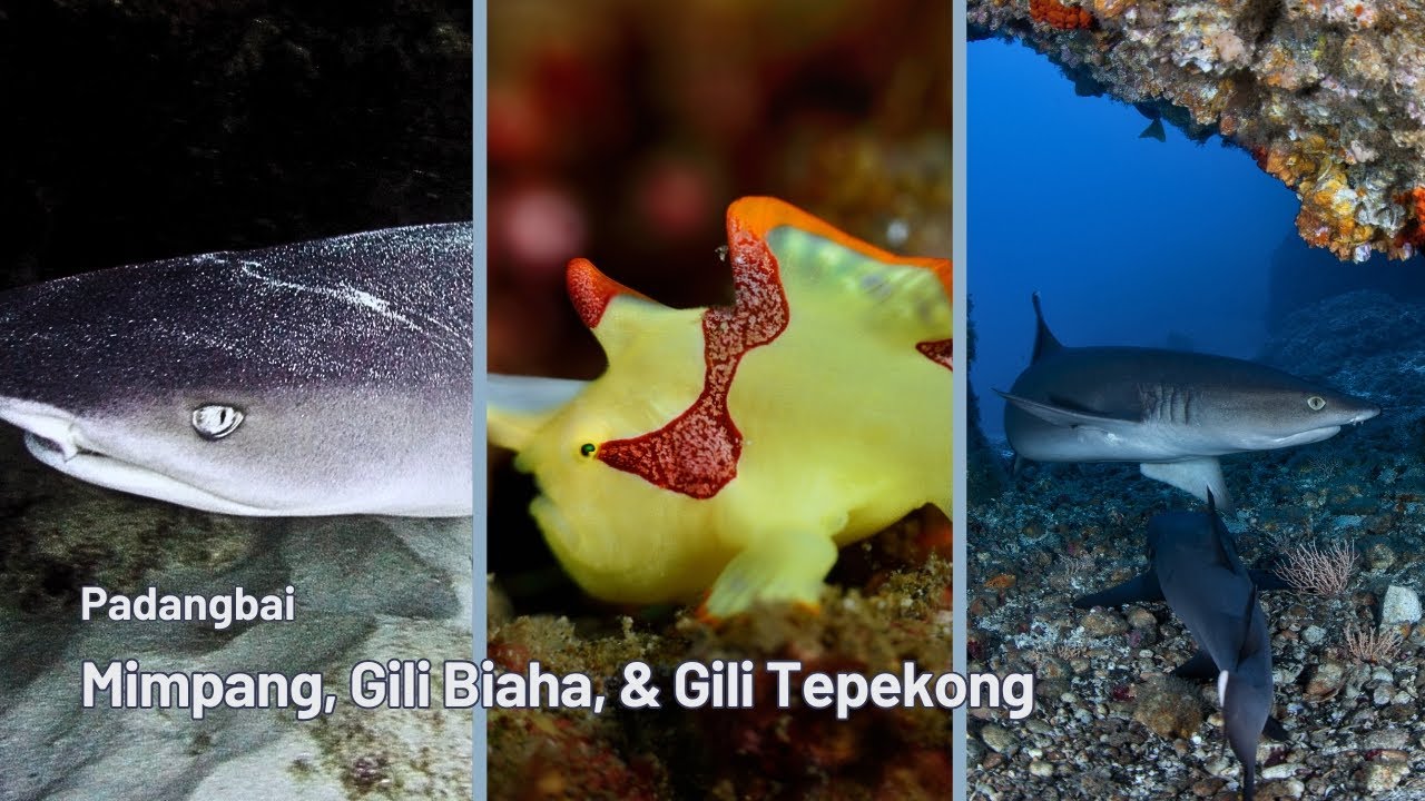 Dive into Bali's Hidden Gems: Mimpang, Gili Biaha & Tepekong Underwater Adventure! #scubadiving