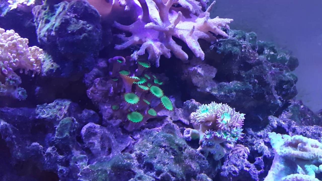 Reef keeping safety 