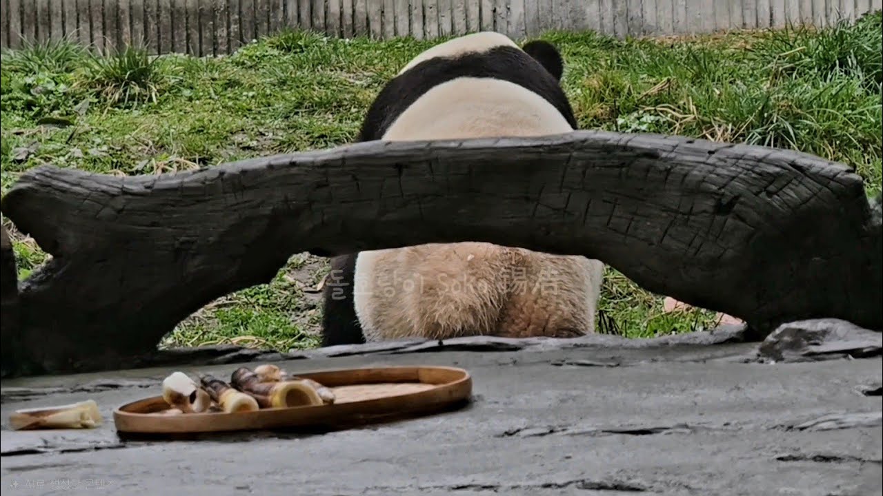 엥~?그 좋아 하는 죽순도 안 먹고 가버리네요...?! | 2월 28일 오전(푸바오 실시간) Panda Fubao