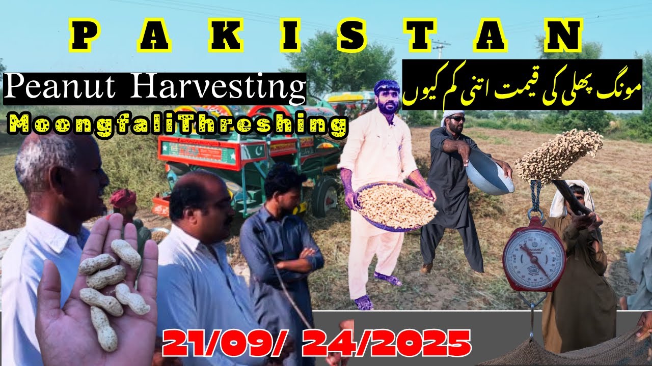 Peanut Harvesting  | Moongfali ka gaha | Peanut price | Moongphali price