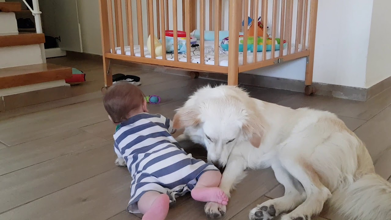 Dog & Baby. A love story😍