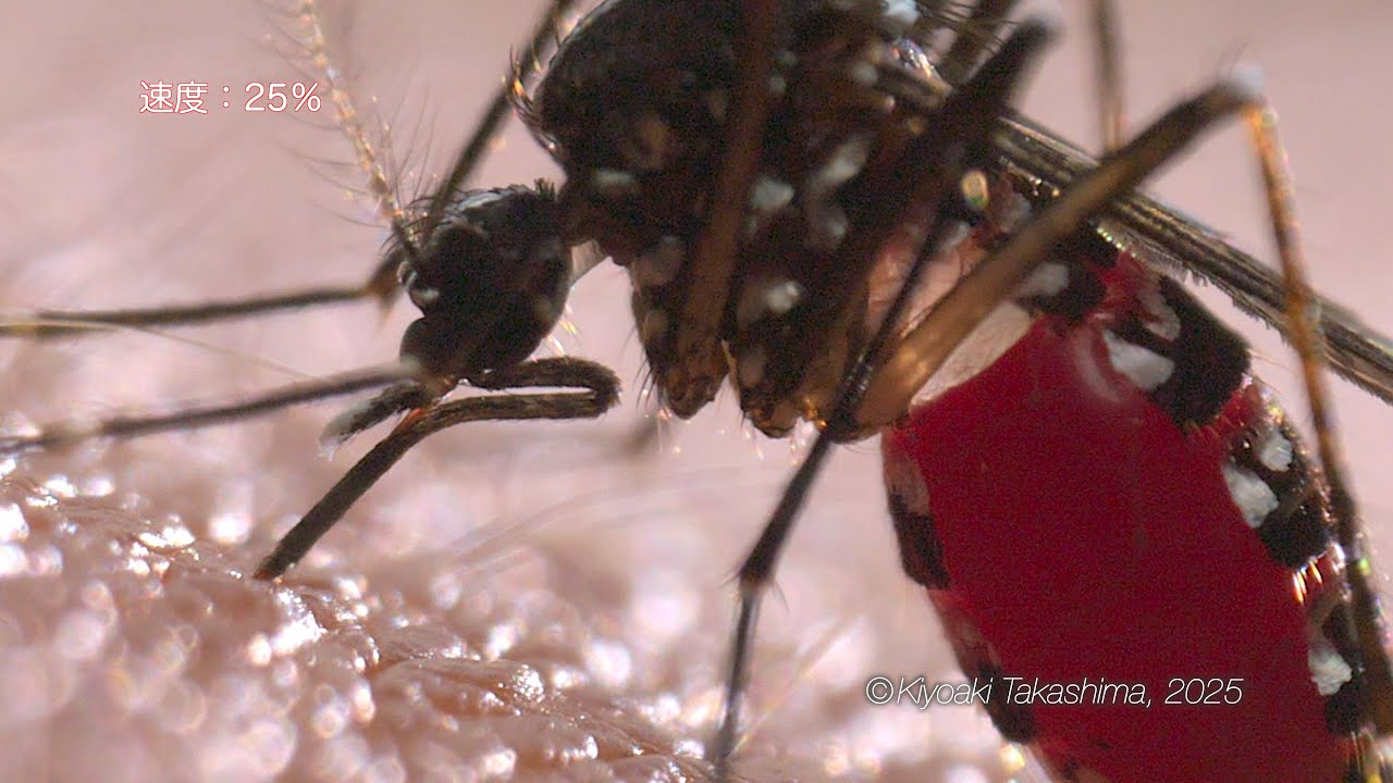 光に透かして見る　ヒトスジシマカ吸血