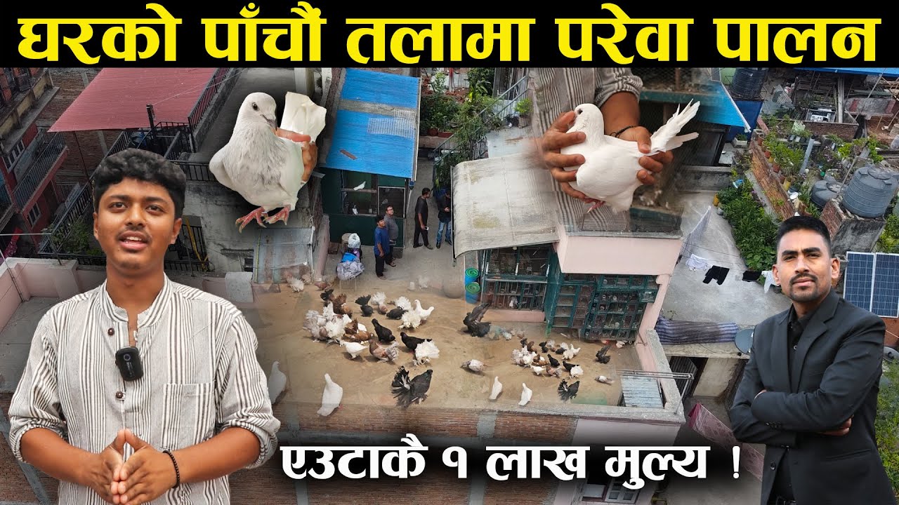 घरको पाँचौं तलामा परेवा पालन,एउटाको मुल्य ५ सय देखि १ लाख सम्म !