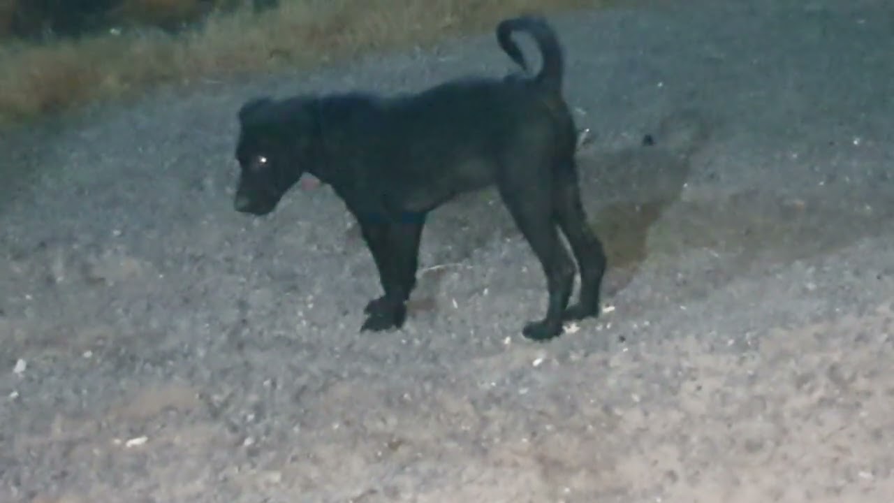 Dog want .......