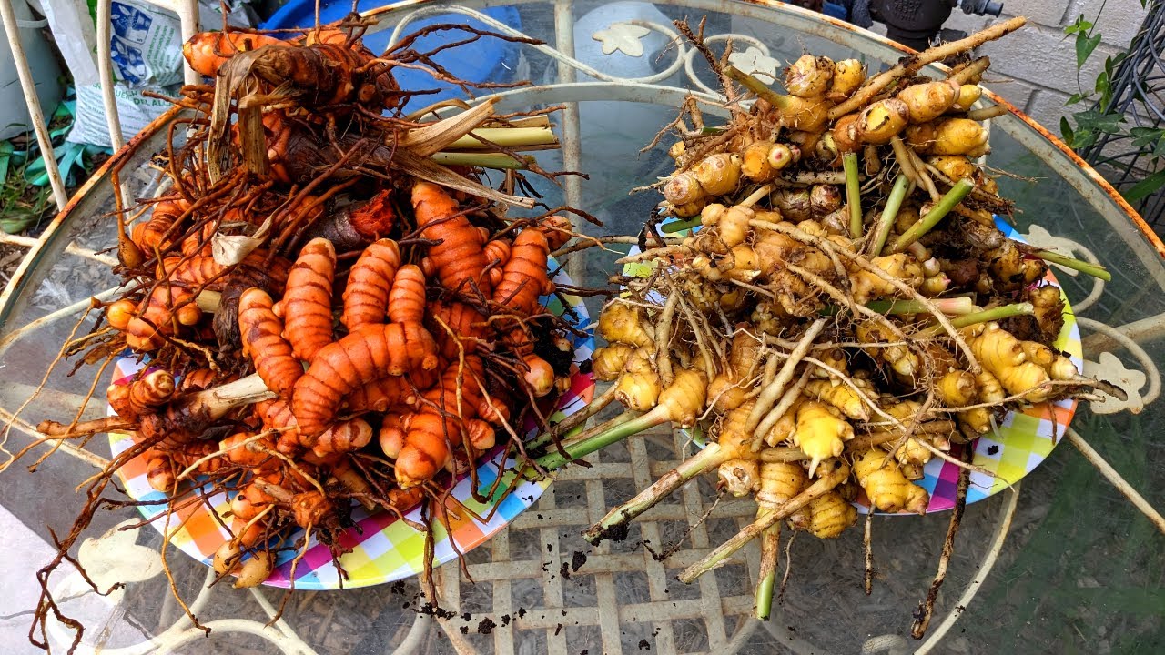Ginger and Turmeric Harvest at Deep South Texas