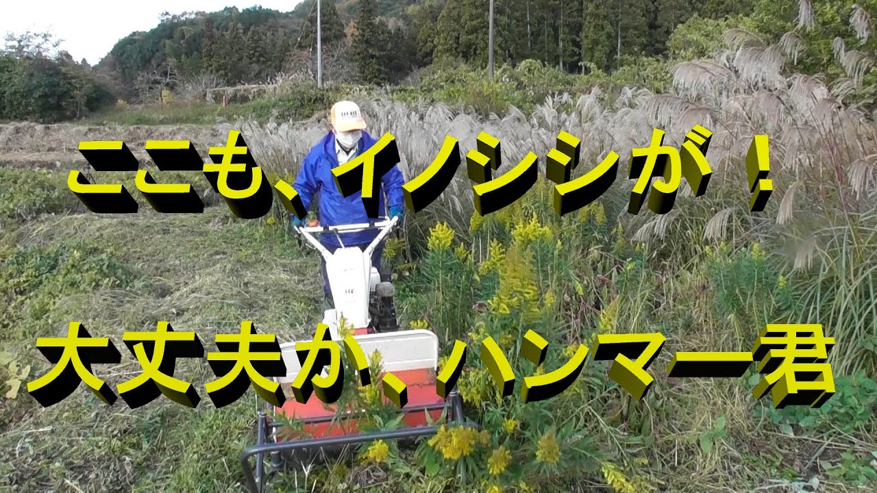 イノシシに荒らされた休耕田No2