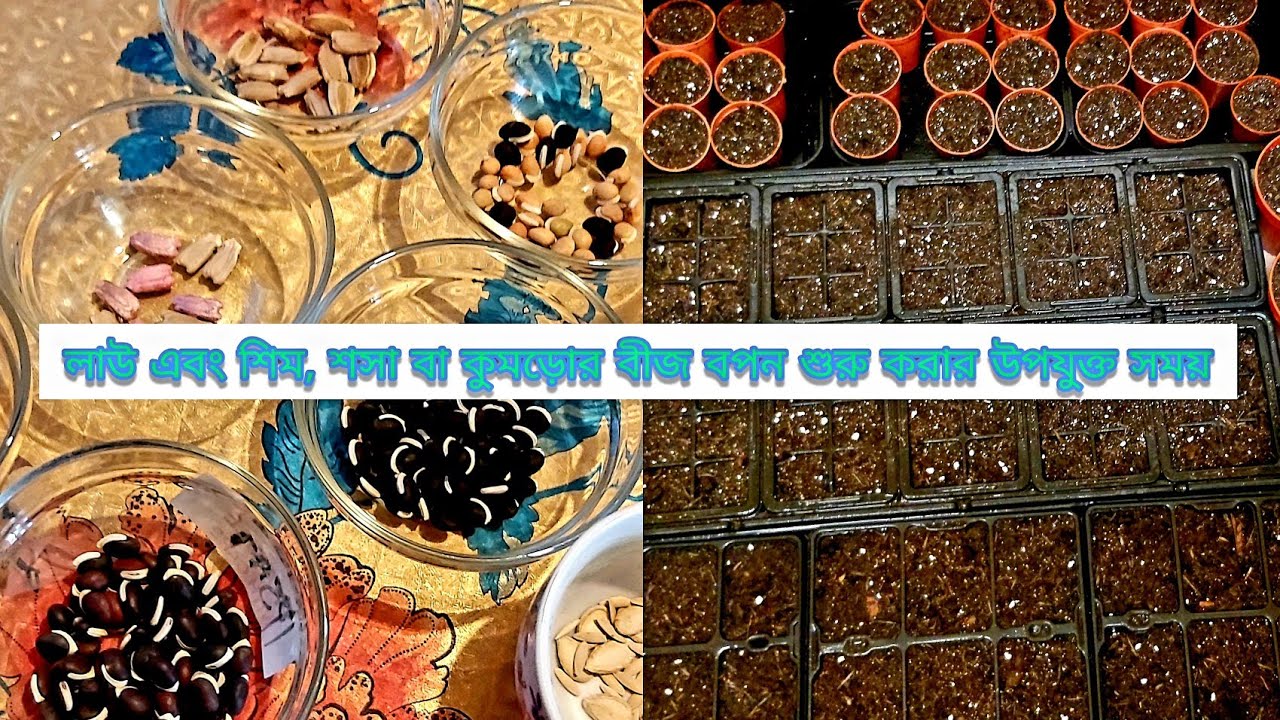 How to: Grow and Sow Bangladeshi Vegetable Seeds indoors Step by Step Guide - Bean-Shim-Bottle Gourd