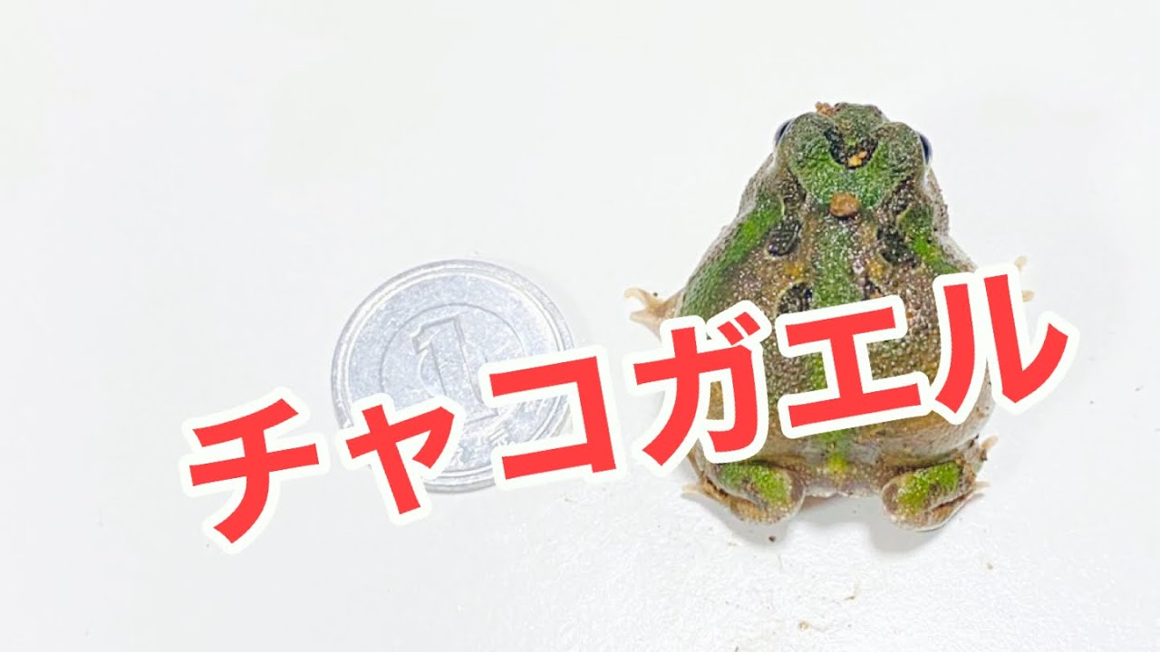 チャコガエル その後の生活