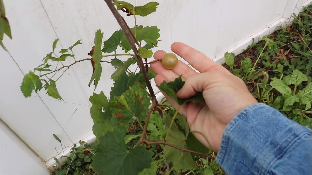 Muscadine Grapes! My First Experience
