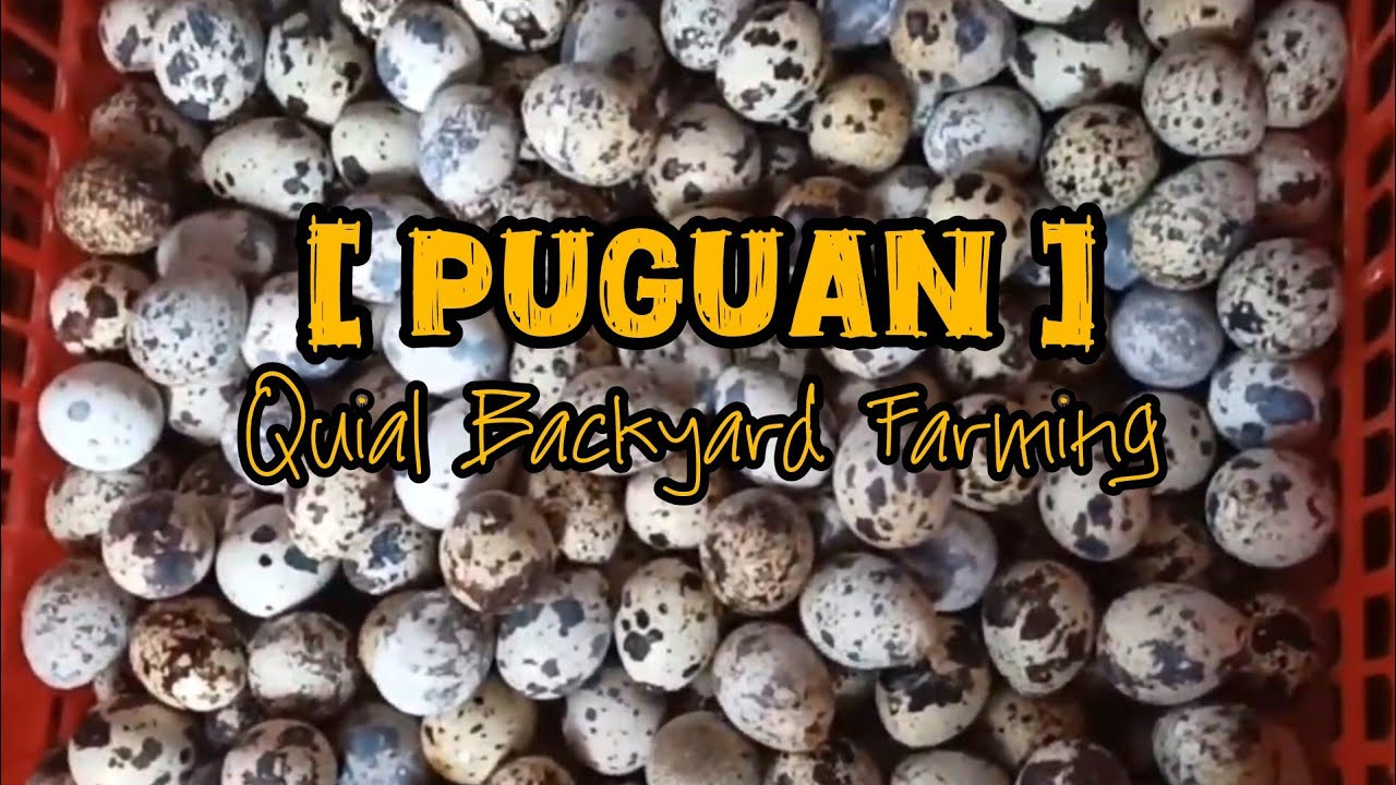Kumikitang png kabuhayan PUGUAN (Quail backyard farming)