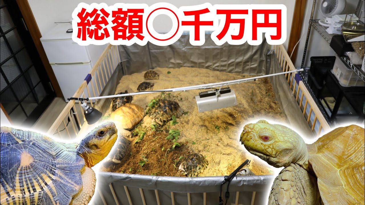 総額○千万円…！？金持ちリクガメマニアの家がヤバ過ぎた