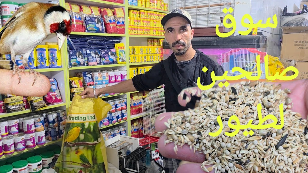 سوق صالحين لطيور بمدينة سلا أثمنة أكل كناري و كالوبسيت طيور مغردة و زينة فرجة ممتعة #birds 