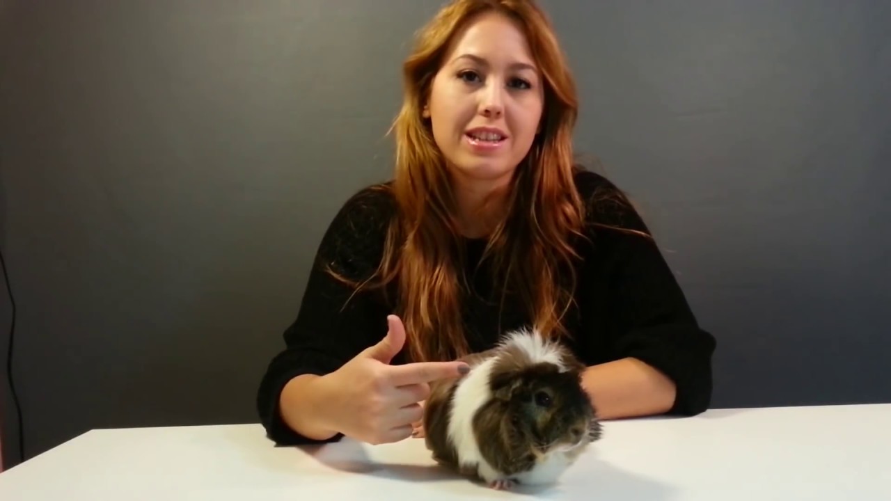 Guinea pig Beslemek Konusunda Bilmeniz Gerekenler Tavşan mı? Guineapig mi?