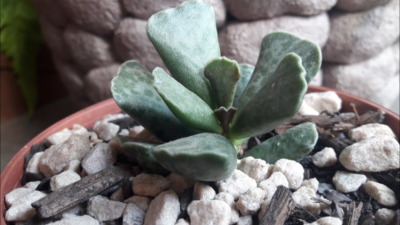 Suculenta patinha de tartaruga. 
Adromischus Cooperii