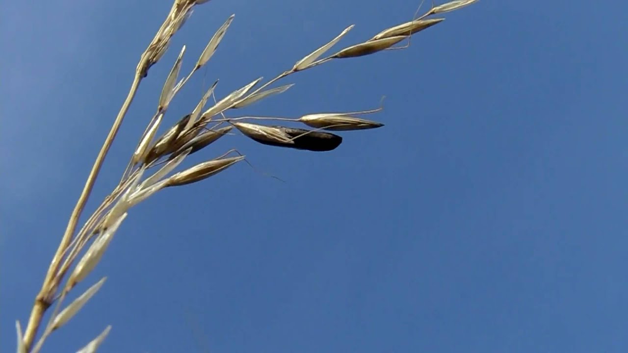 Ergot fungus / Claviceps purpurea