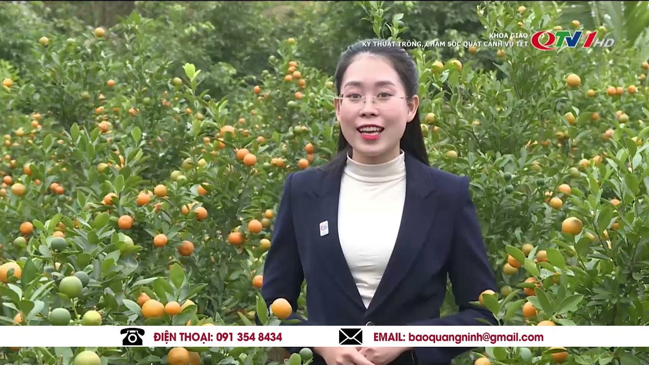 Kỹ thuật trồng, chăm sóc quất cảnh vụ Tết