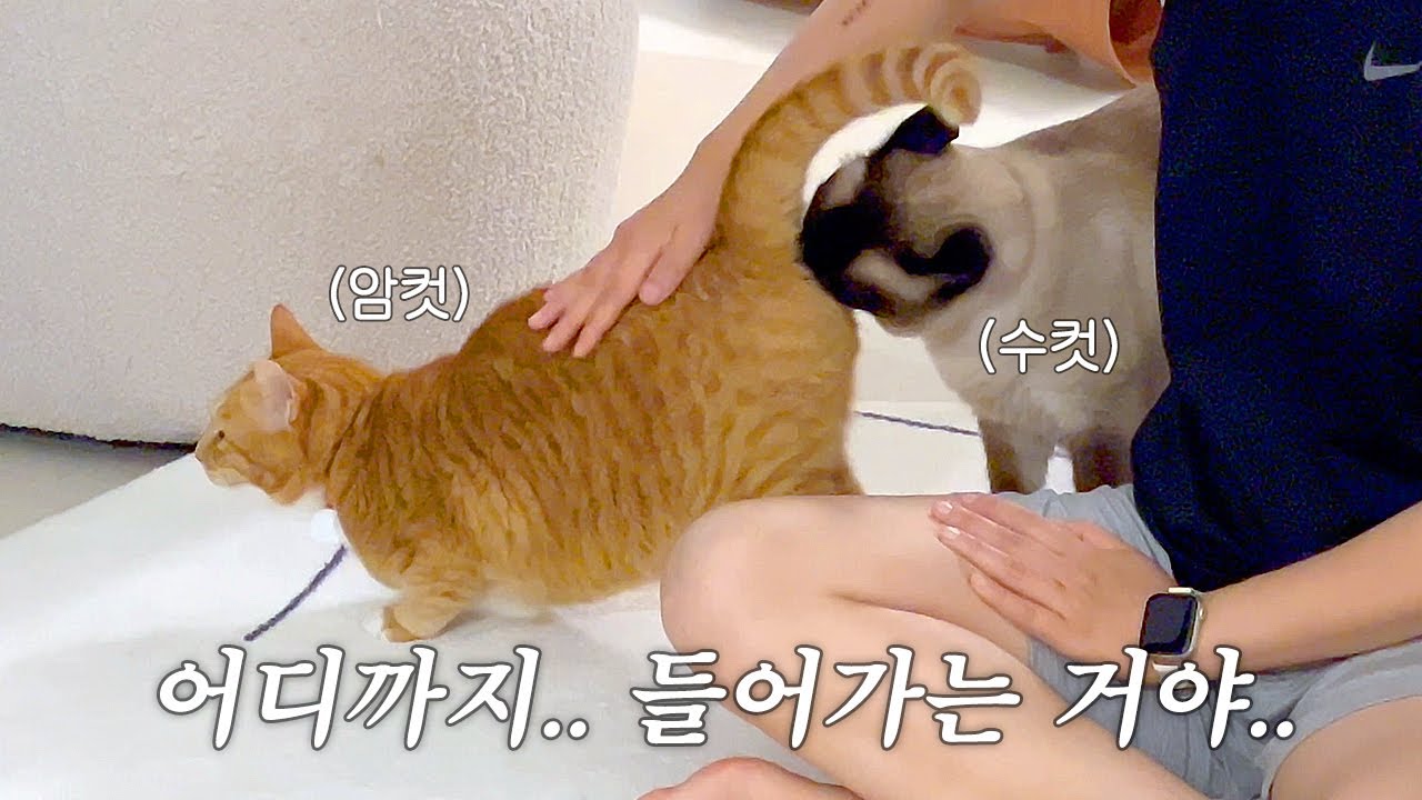 수컷 고양이들 원래 이런가요...?