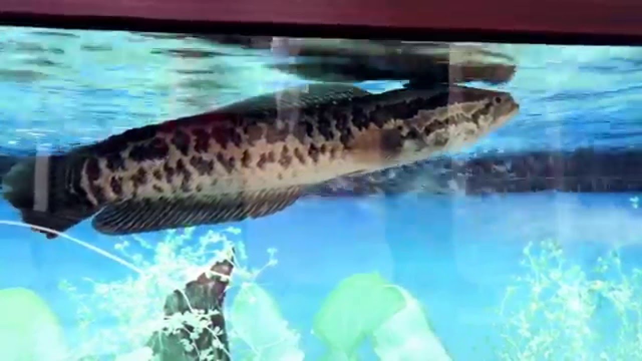 台灣溪流原生種魚類養缸記錄-班鱧（鱩魚.188）