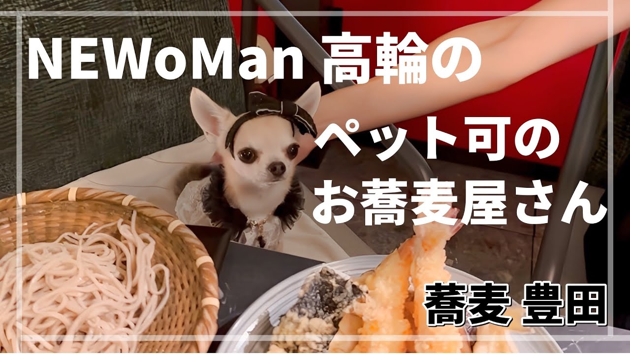 意外とペットフレンドリーな『NEWoMan高輪』に行ってきた、ちっちゃなスムースチワワのパピコさん