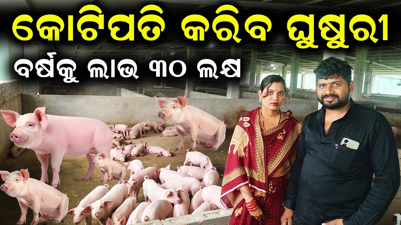 କୋଟିପତି କରିବ ଘୁଷୁରୀ || How to become a millionaire from a pig farm. #efarmingodisha