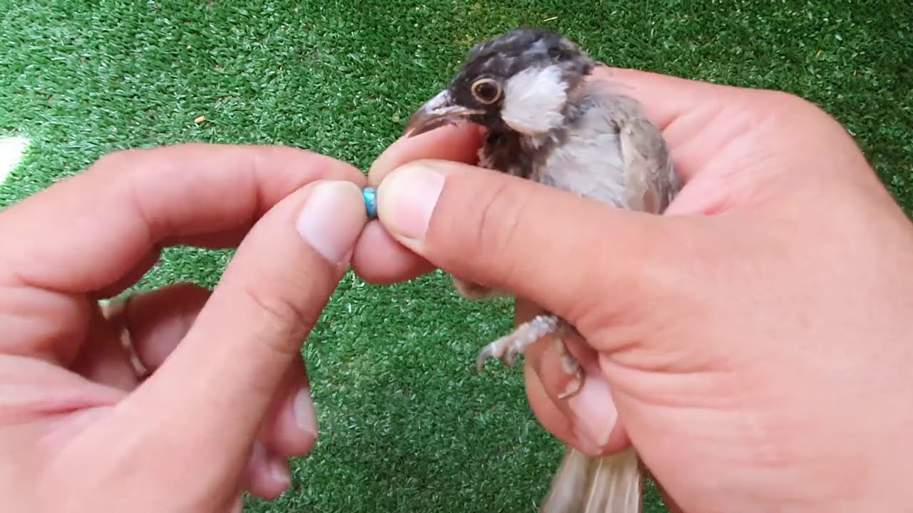 حجول البلابل ألمن نستعمله وشلون نلبسه للبلبل ؟