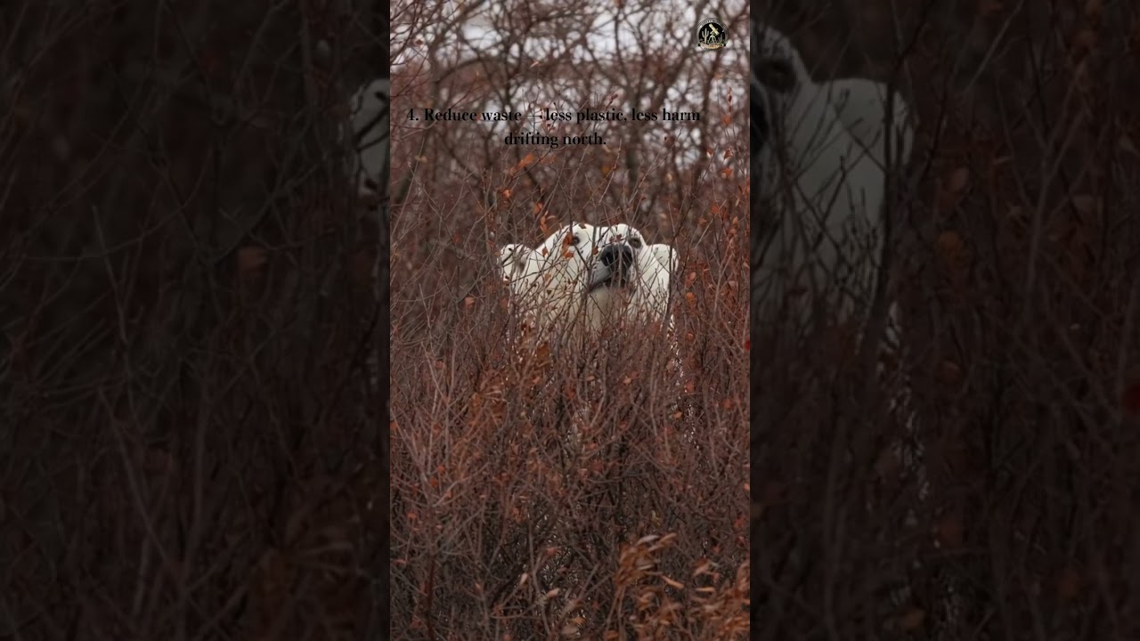 Guardians of the Melting White 