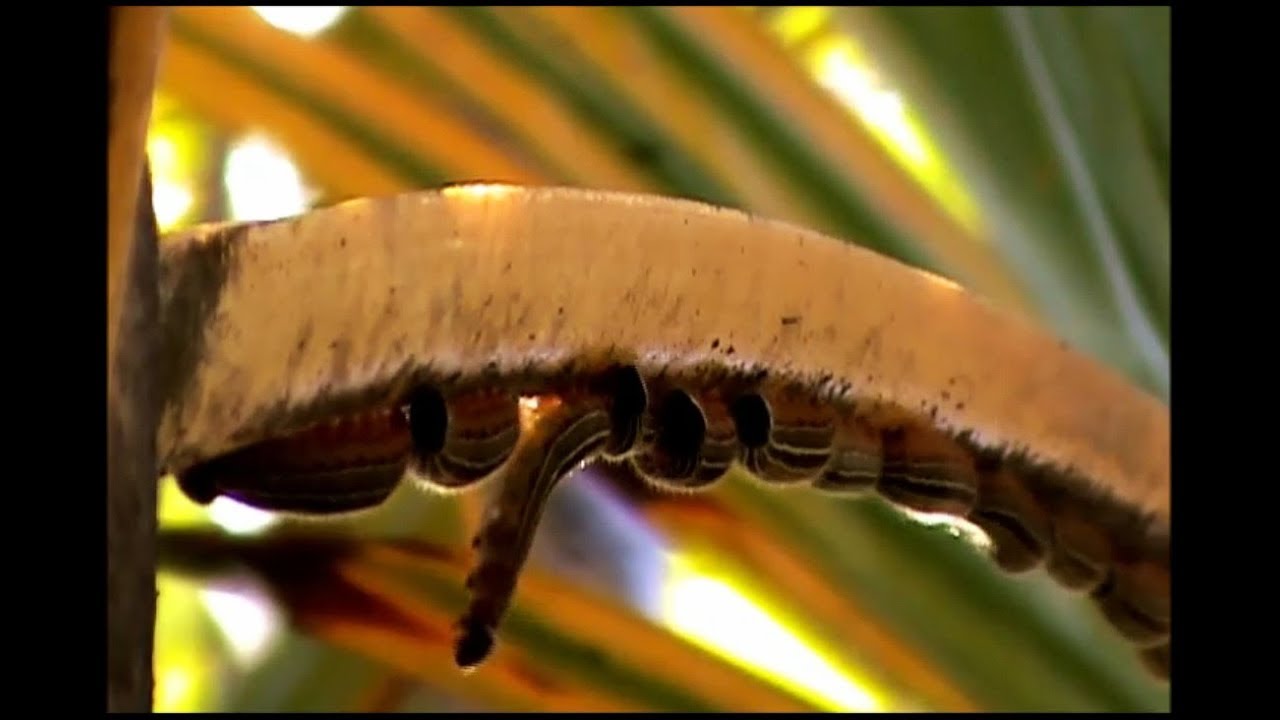 O maior deslocamento linear de lagartas filmado no Brasil