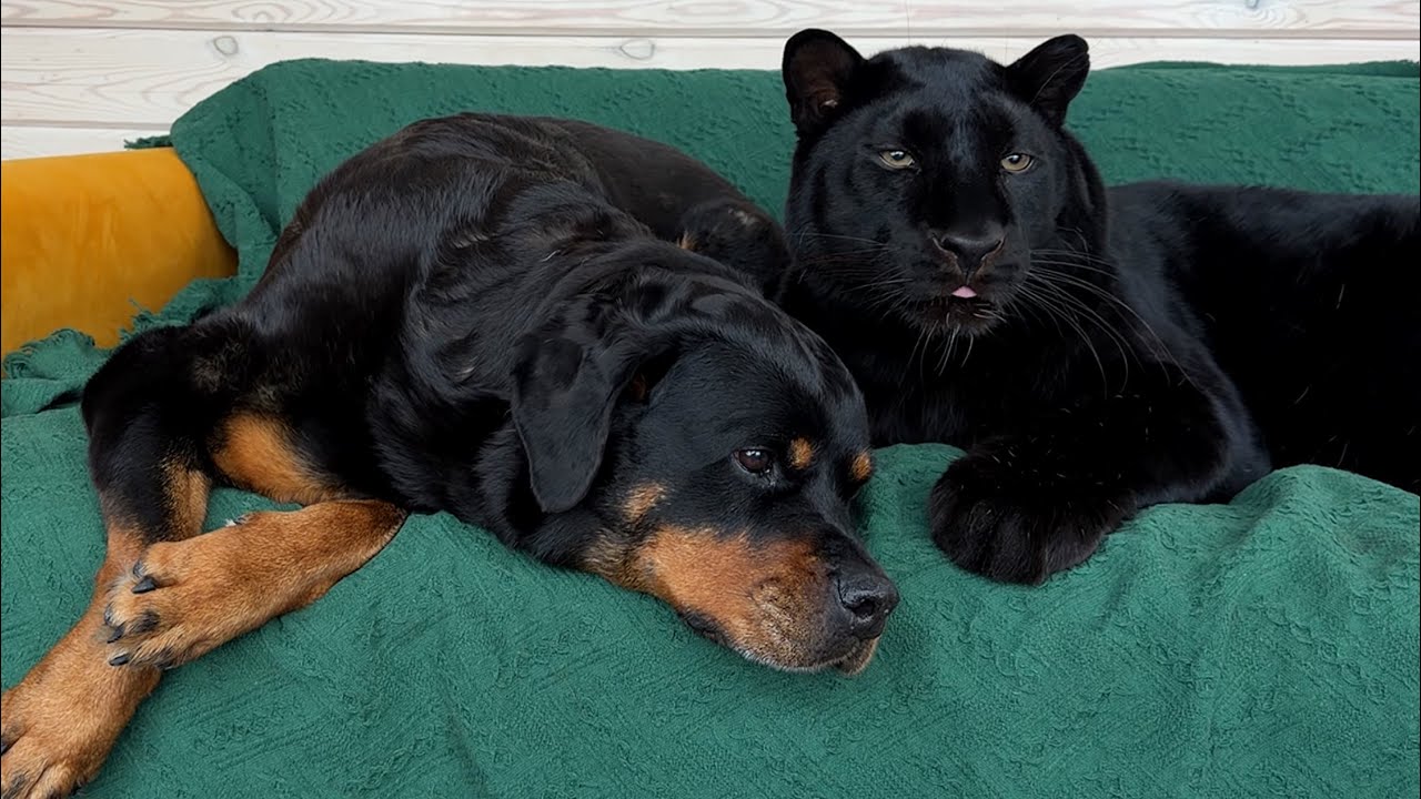 Вика вернулась / Убираем елку,призываем весну с пантерой Луной 😸